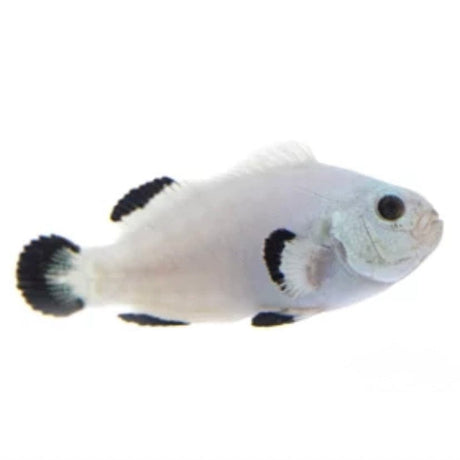 Snow Storm Clownfish