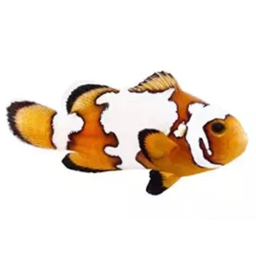 Snowflake Clownfish
