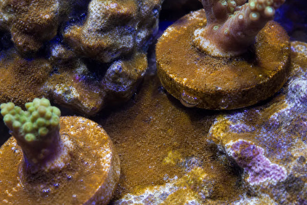 Prorocentrum dinos aquarium surface image reef pest identification image