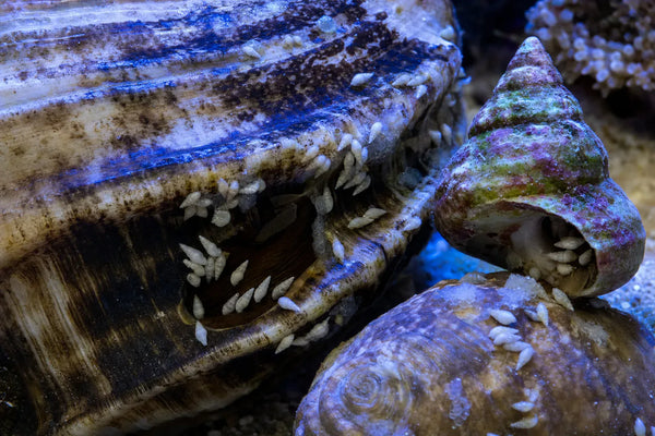 Pyramid / Rice snails reef pest identification image