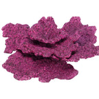 Mini Plate Corals - 1 Piece - Real Reef