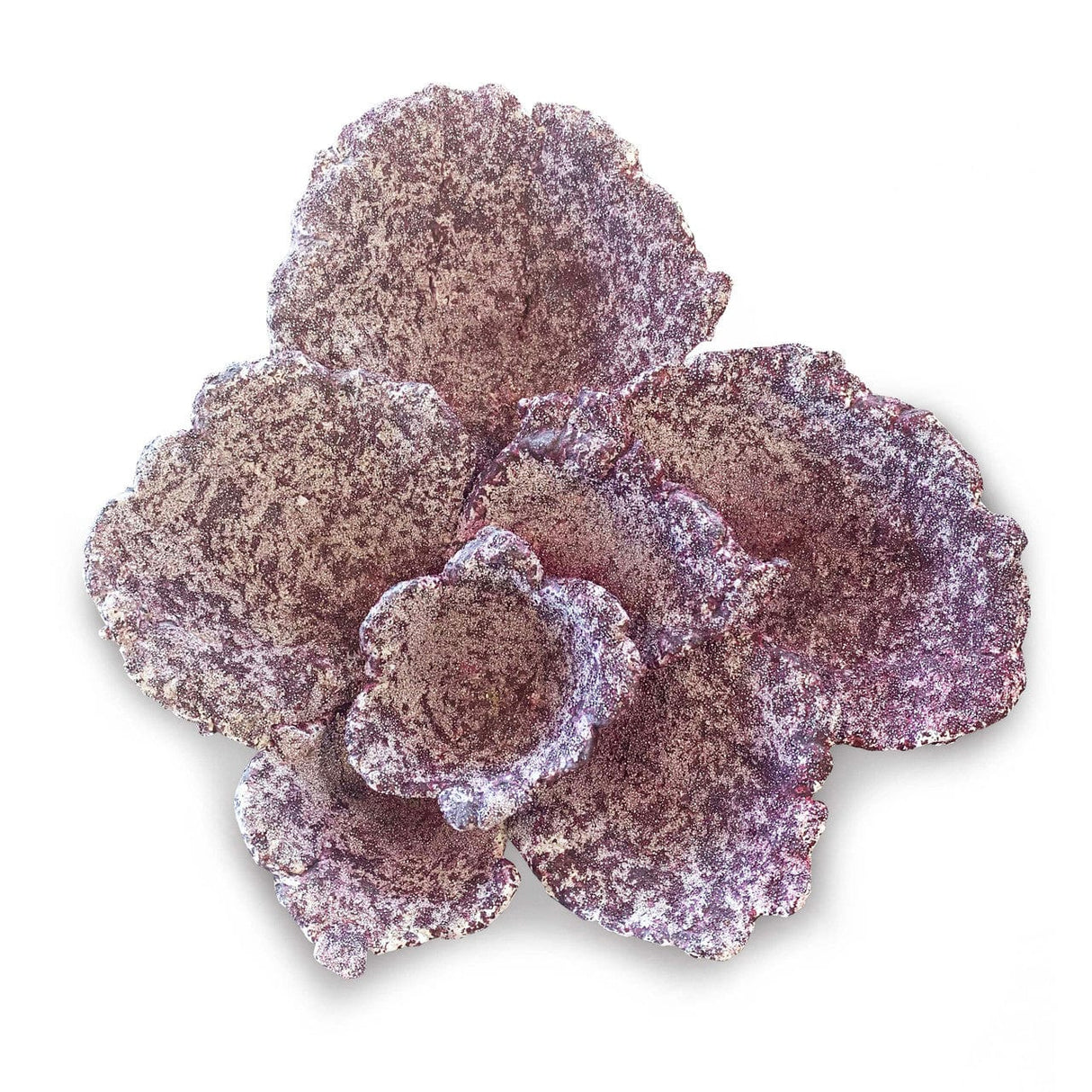 Mini Plate Corals - 1 Piece - Real Reef