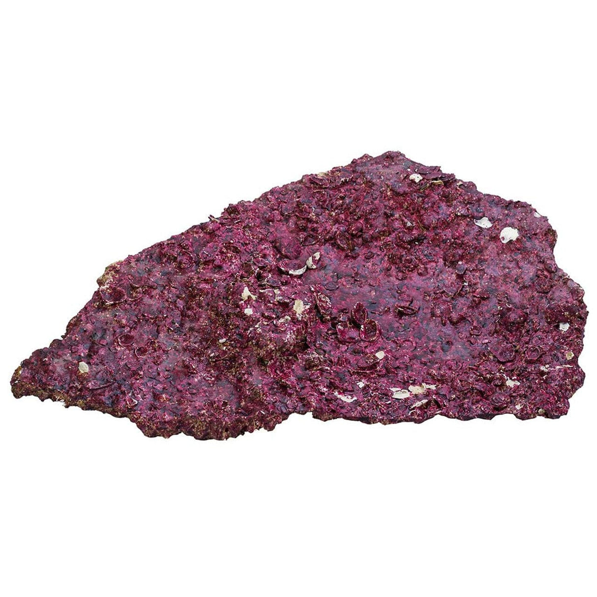 Shelf Rock - 25 lbs Box - Real Reef
