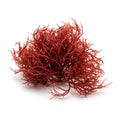 Live Red Ogo Gracilaria hayi macroalgae with soft red branches for a reef refugium