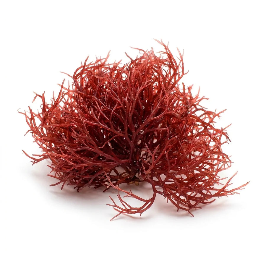 Live Red Ogo Gracilaria hayi macroalgae with soft red branches for a reef refugium