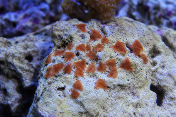 Red Planaria Flatworm reef pest identification image