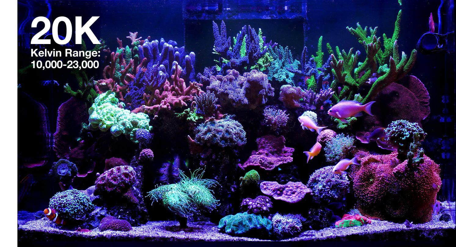 ReefLED G2 60 LED Light Fixture - Red Sea