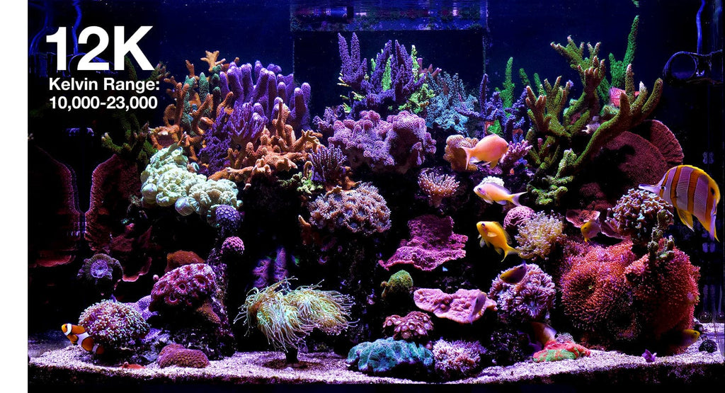 ReefLED G2 60 LED Light Fixture - Red Sea