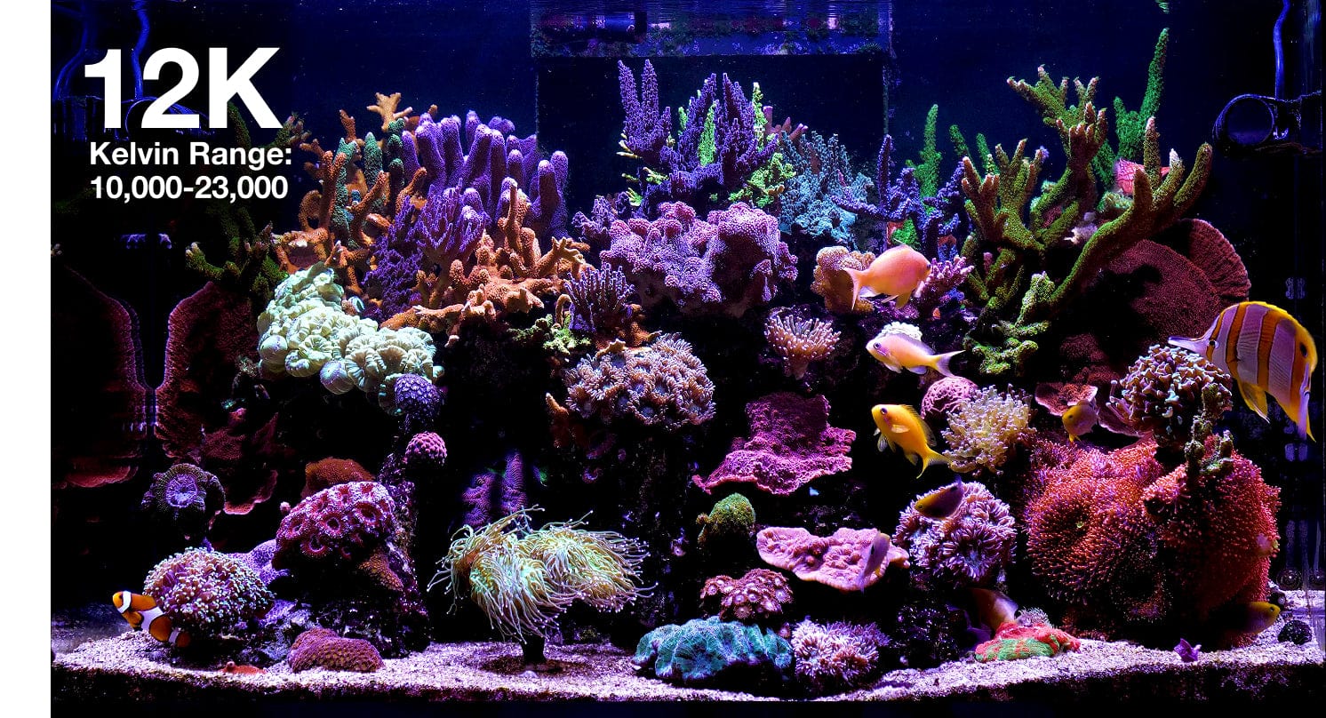ReefLED G2 60 LED Light Fixture - Red Sea