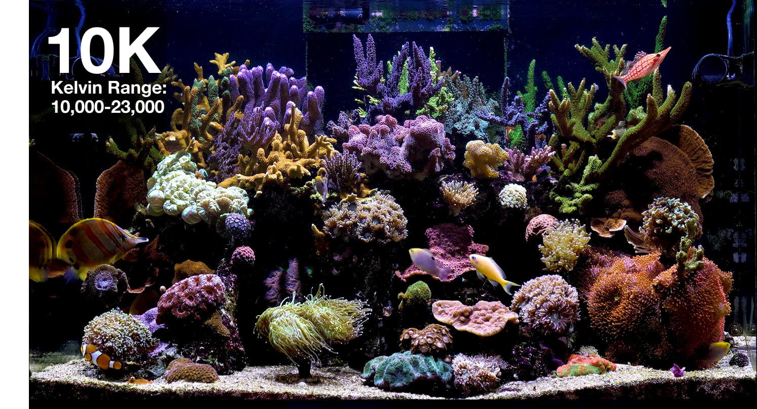 【値下げ】REEFER 170 水槽、水流ポンプ、レッドシーLEDライトセット RedSea Reefer170(ﾚｯﾄﾞｼｰ ﾘｰﾌｧｰ 170)用配管計画 - saff design サフ