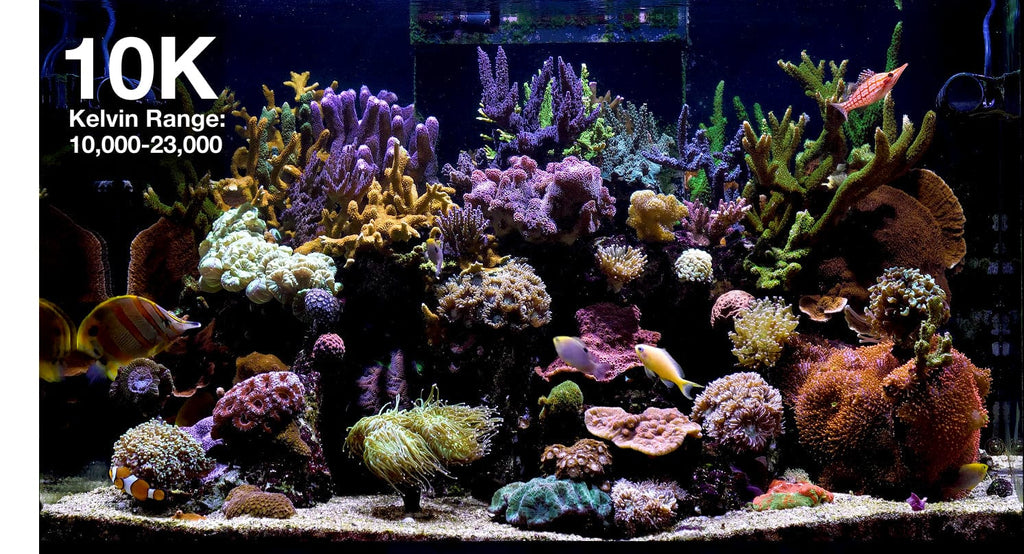ReefLED G2 60 LED Light Fixture - Red Sea