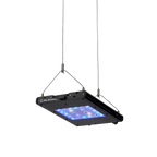 Meridian 11 - Reef Breeders