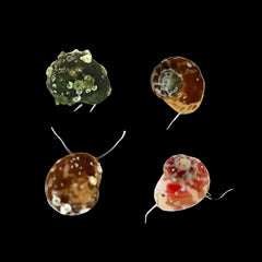 Collonista Snail - Sustainably Aquacultured