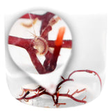 Amphipods - Sustainably Aquacultured