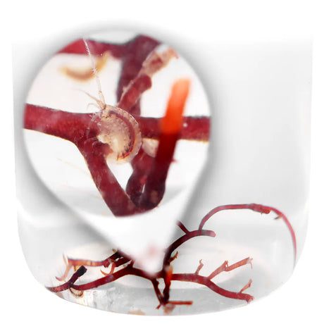 Amphipods - Sustainably Aquacultured