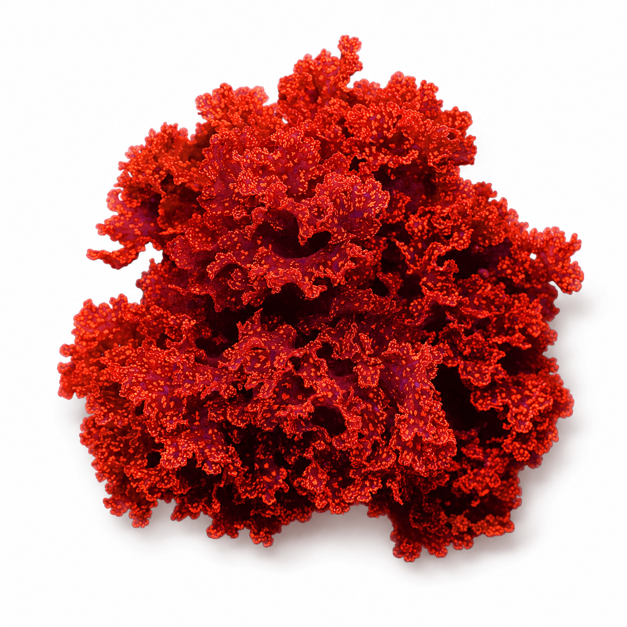 Atomic Broccoli Macroalgae - Reef Genetics