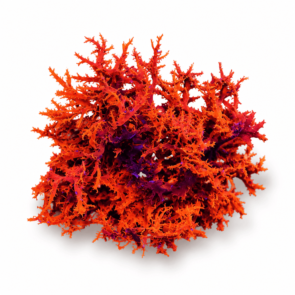 Dragons Breath - Super Saiyan - Macroalgae - Reef Genetics