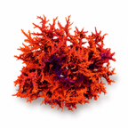 Dragons Breath - Super Saiyan - Macroalgae - Reef Genetics