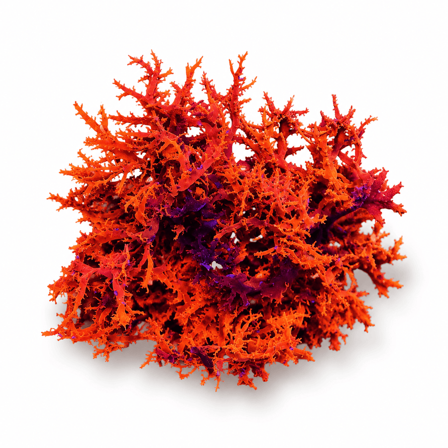 Dragons Breath - Super Saiyan - Macroalgae - Reef Genetics