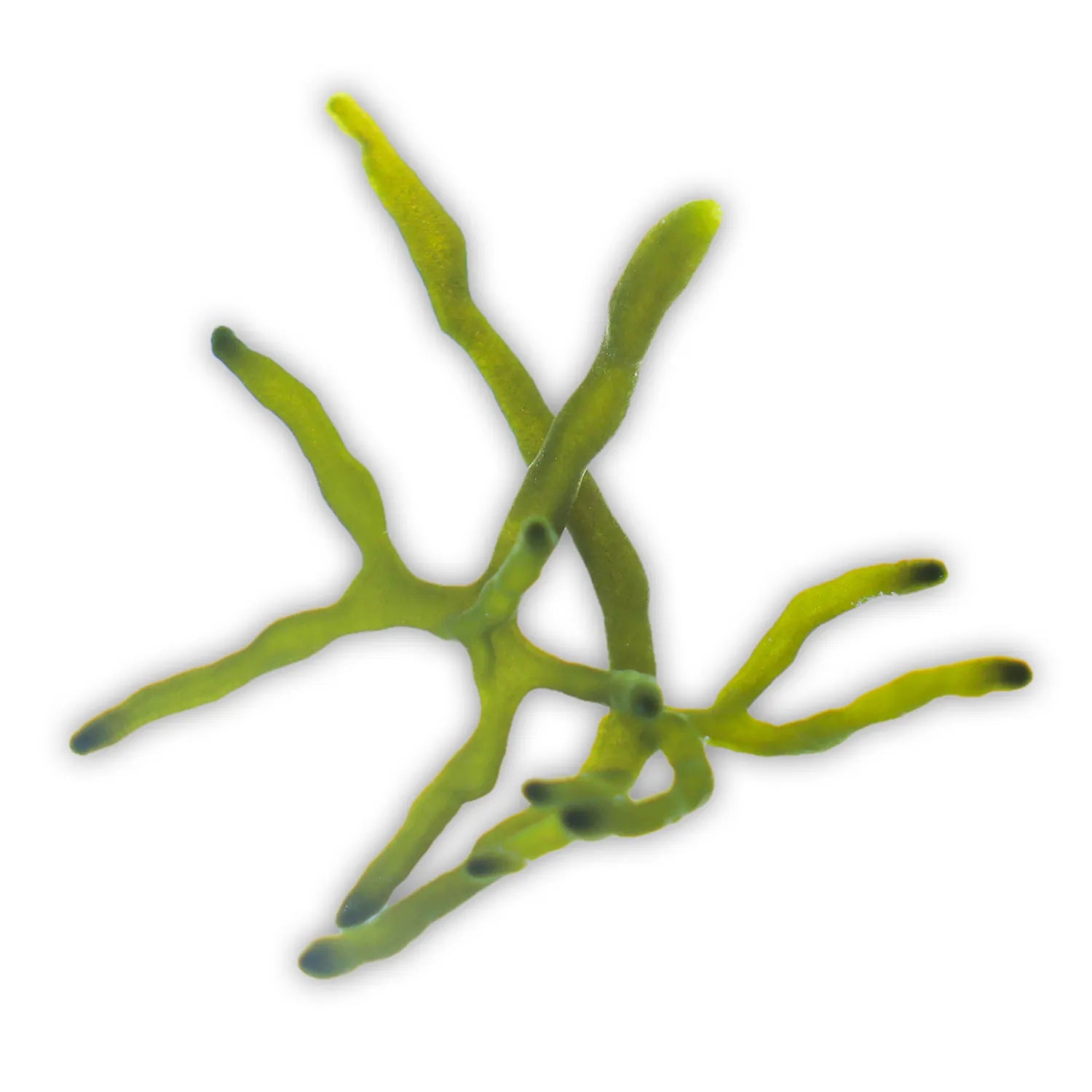 Green Staghorn Macroalgae- Reef Genetics Golf Ball