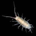 Live Munnid Isopods - Reef Genetics