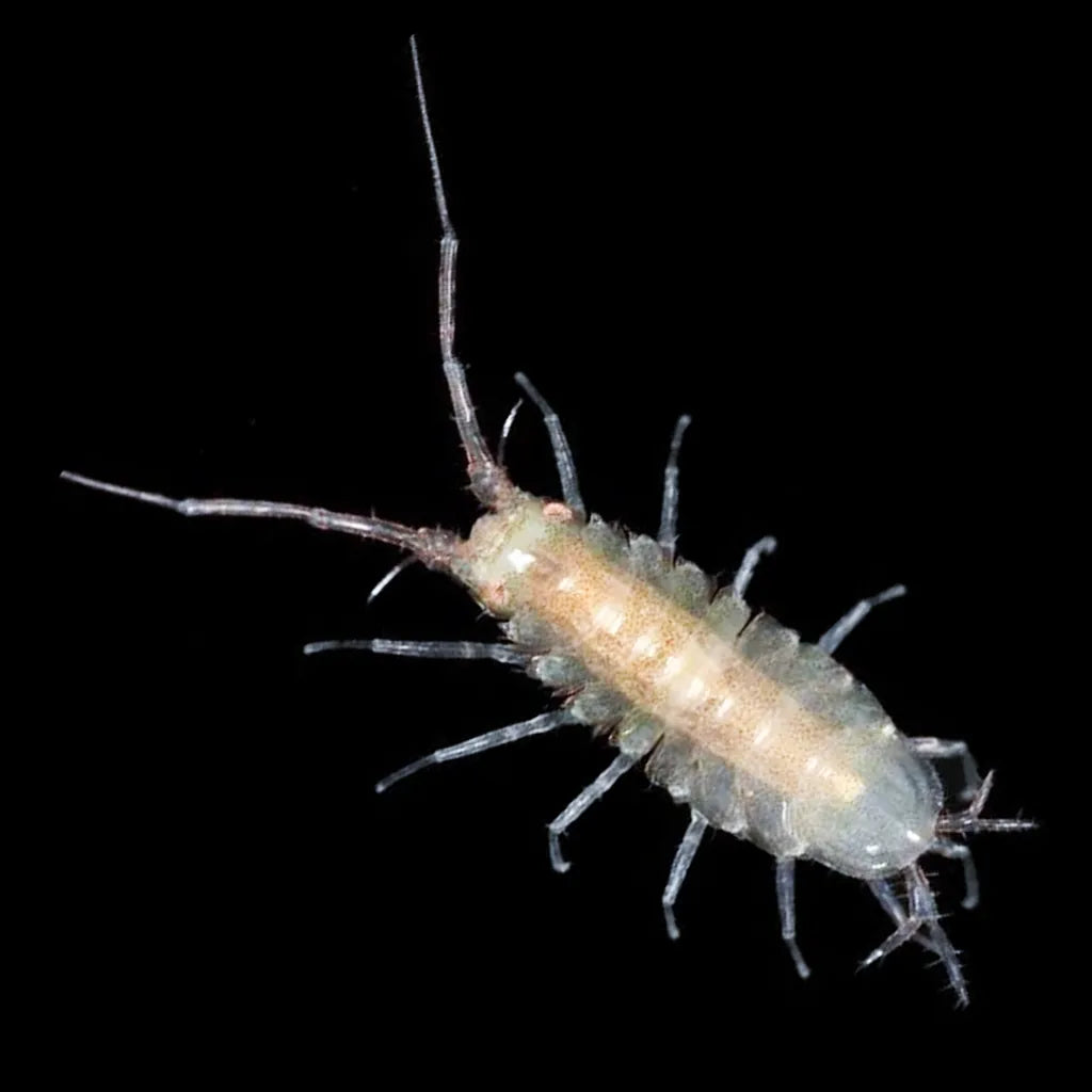 Live Munnid Isopods - Reef Genetics