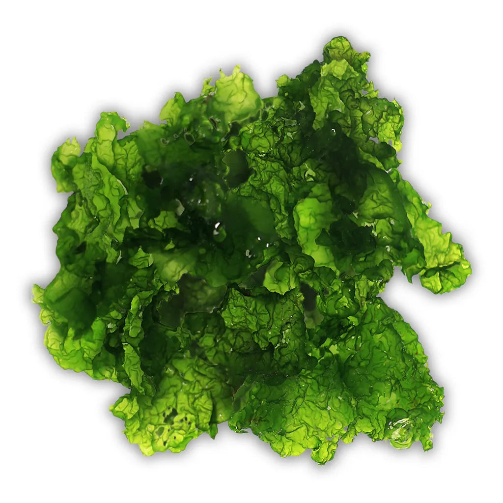 Sea Lettuce Ulva Macroalgea - Reef Genetics
