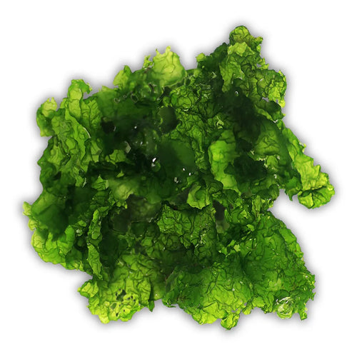 Sea Lettuce Ulva Macroalgea - Reef Genetics