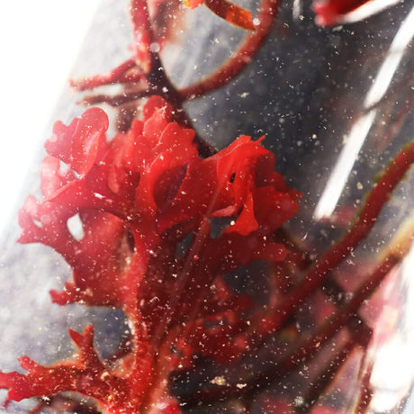 Live Tisbe Copepods (Tisbe biminiensis) - Reef Genetics
