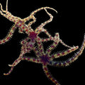Micro Brittle Starfish - Sustainably Aquacultured 5 Pack