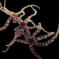 Micro Brittle Starfish - Sustainably Aquacultured 5 Pack
