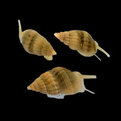 Mini Nassarius Snail - Sustainably Aquacultured