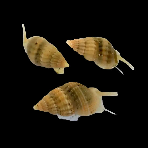 Mini Nassarius Snail - Sustainably Aquacultured