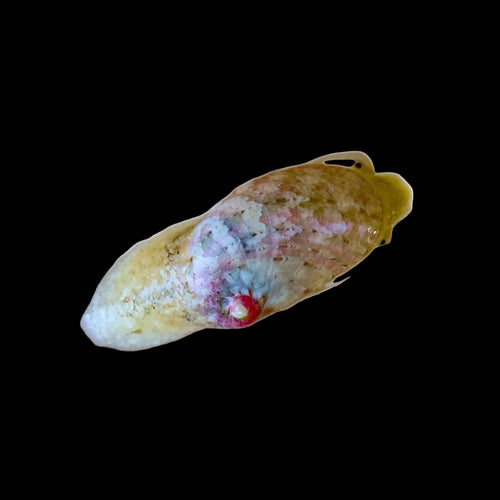 Stomatella Snail - Sustainably Aquacultured