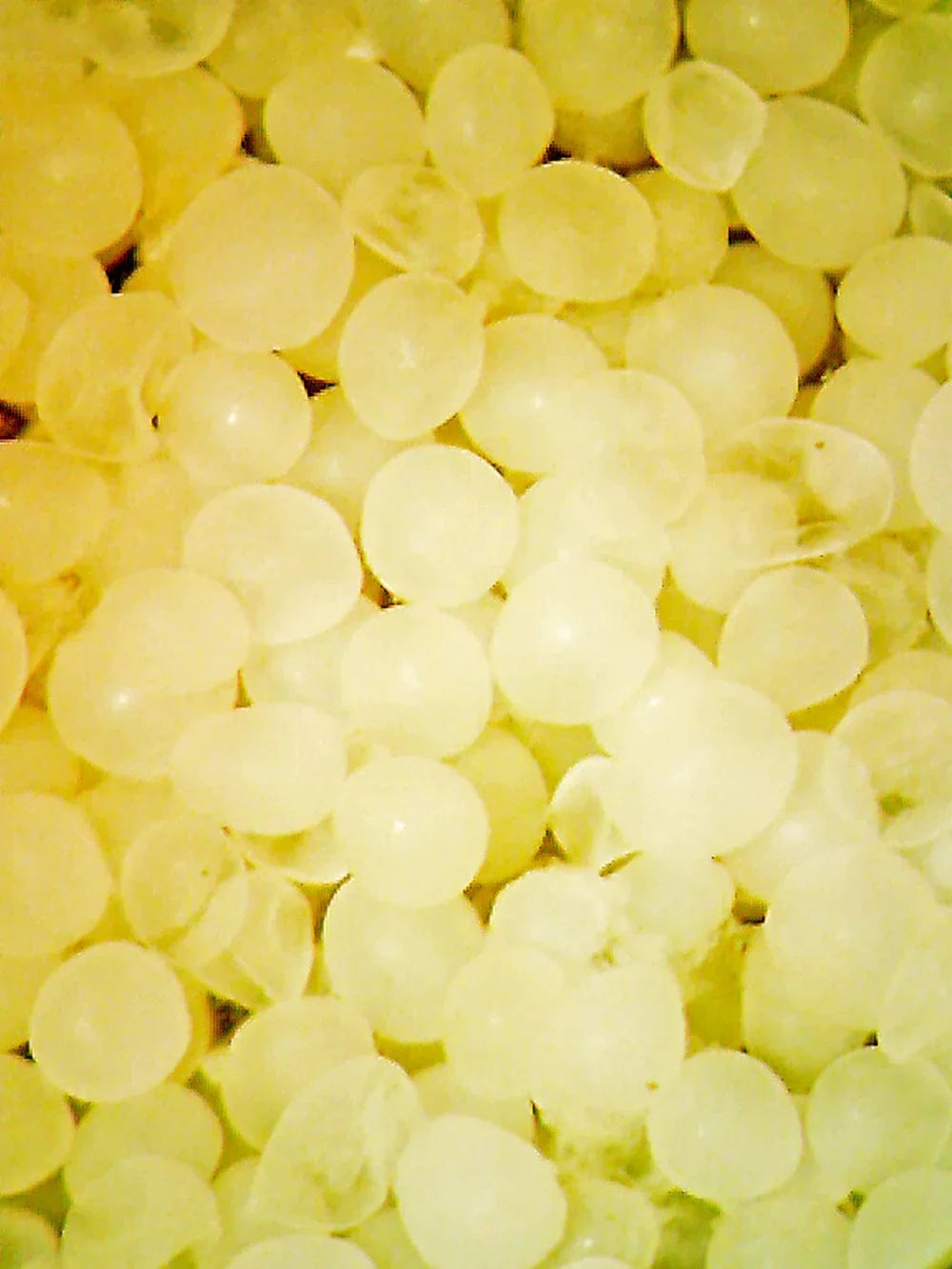 R.O.E. (Real Oceanic Eggs) - Reef Nutrition
