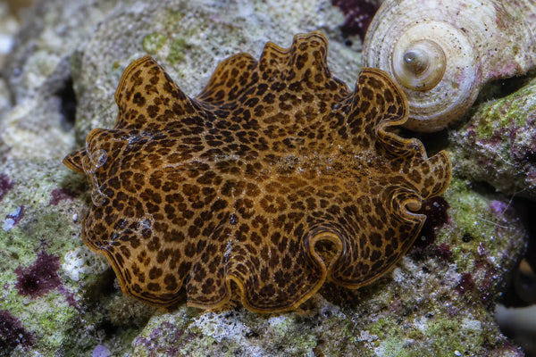Reticulated Leopard Polyclad Flatworm reef pest identification image