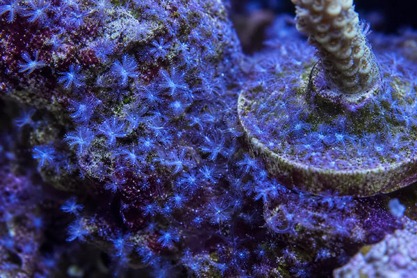 Sacrothelia (blue cloves) reef pest identification image