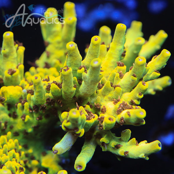 TSA Scary Canary Acropora Coral