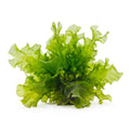 Live QT Sea Lettuce Ulva lactuca green macroalgae leaves for a reef refugium