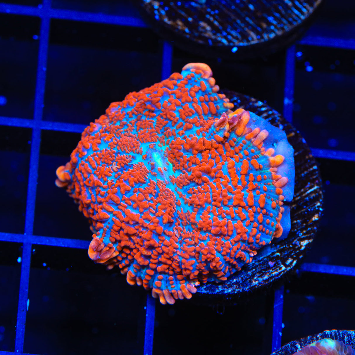 Superman Rhodactis Mushroom Coral