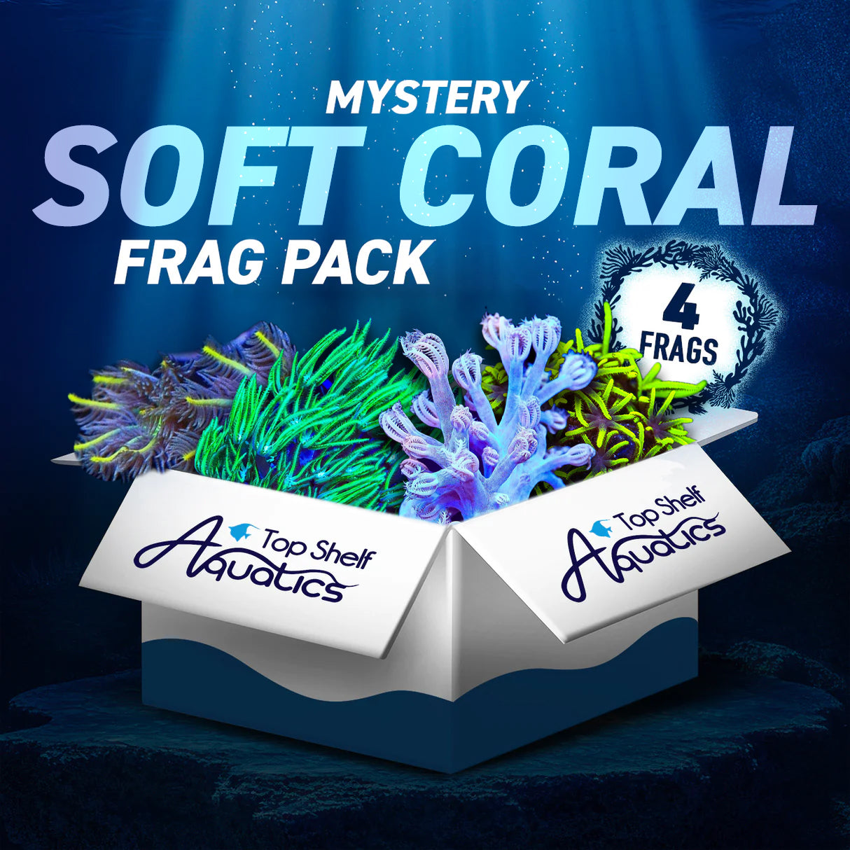 Mystery Soft Coral 4 Coral Frag Pack