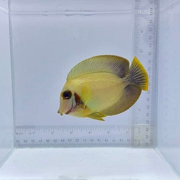 1/2 Black Mimic Tang (Acanthurus chronixis)