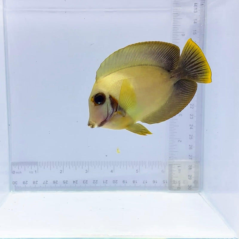 1/2 Black Mimic Tang (Acanthurus chronixis)