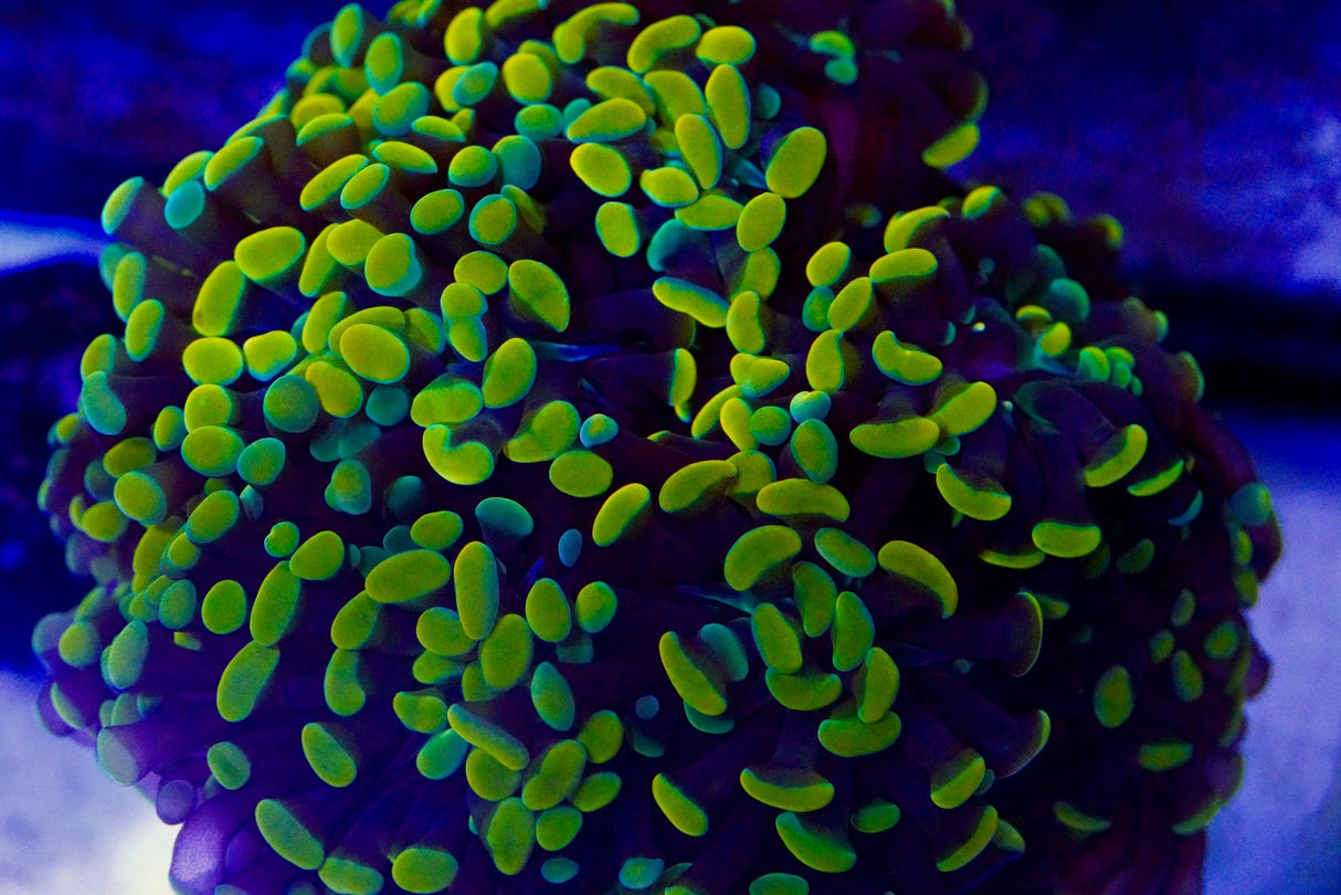 10 Head Rainbow Hammer Colony