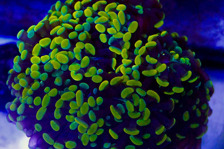 10 Head Rainbow Hammer Colony