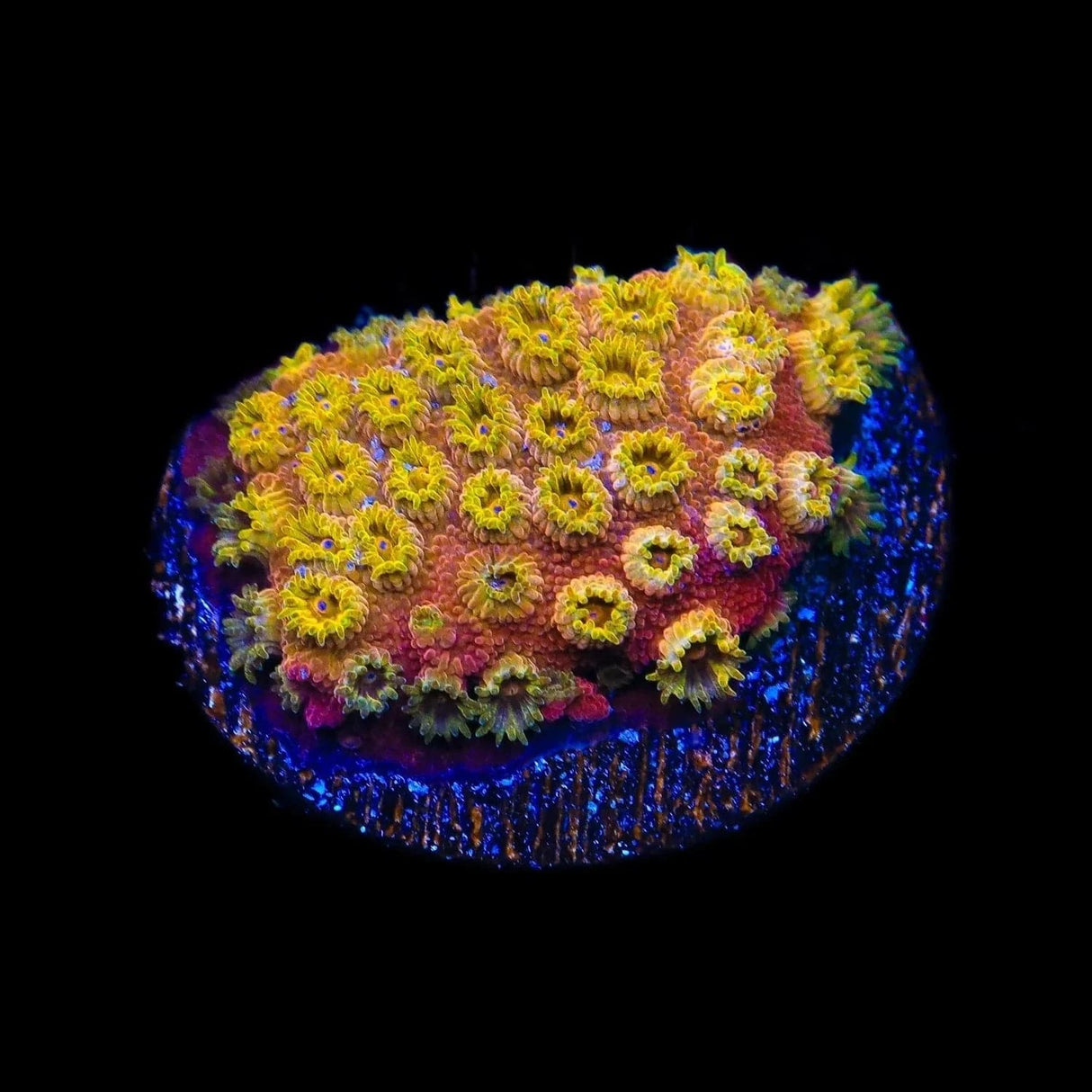 24k Gold Cyphastrea Coral