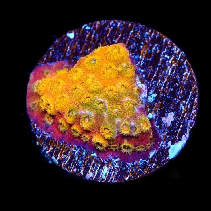 24k Gold Cyphastrea Coral