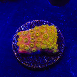24k Gold Cyphastrea Coral
