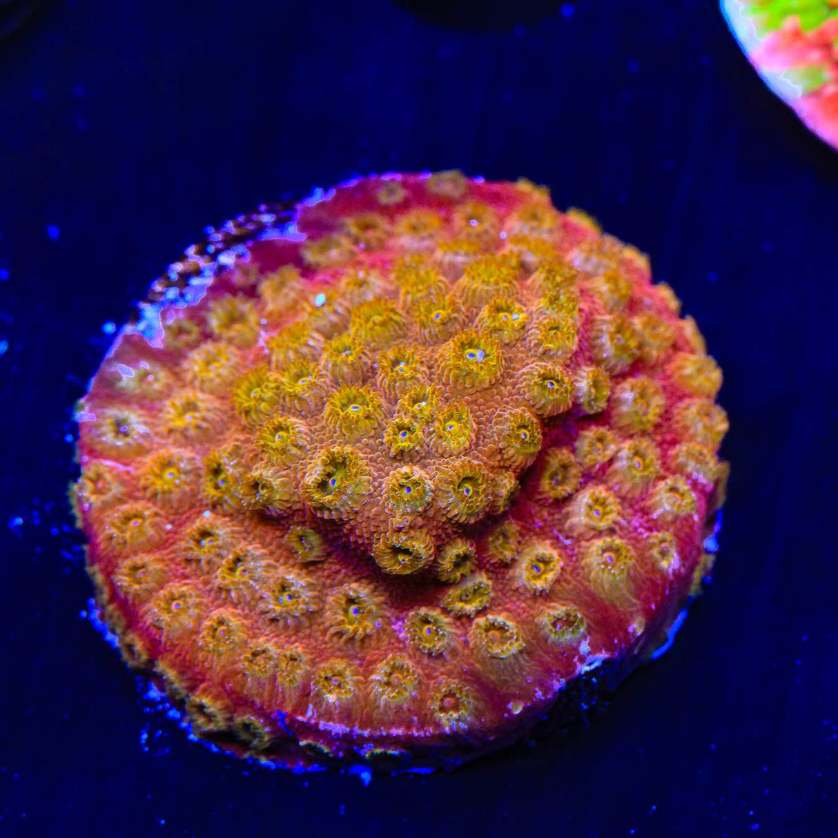 24k Gold Cyphastrea Coral