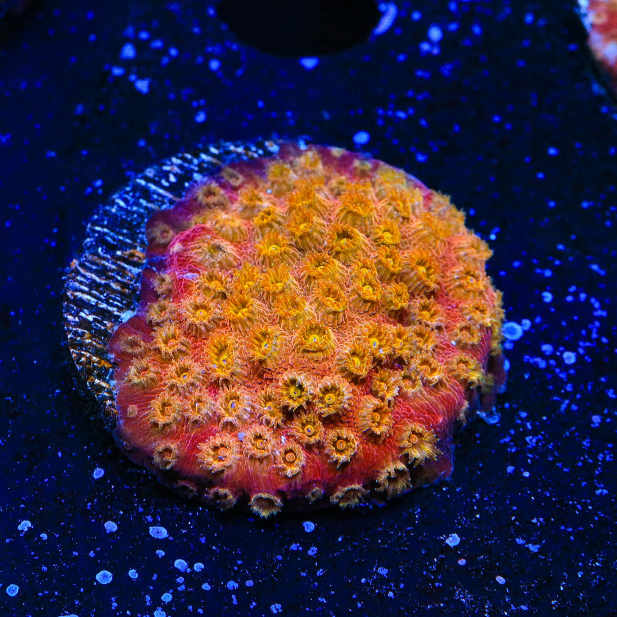 24k Gold Cyphastrea Coral